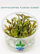 Cryptocoryne Florida Sunset TC CUP